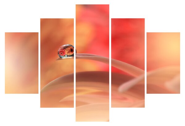 Slika cvjetne kapi rose (150x105 cm)