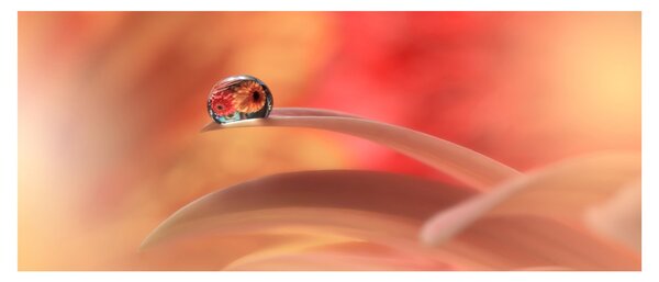Slika cvjetne kapi rose (120x50 cm)