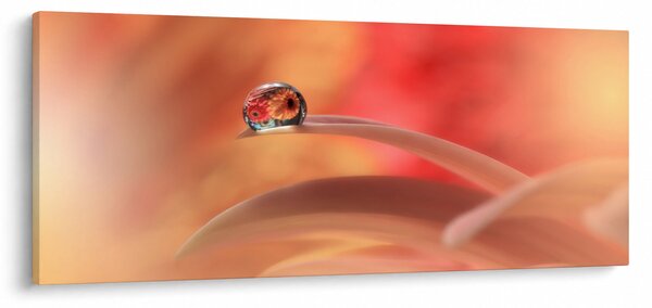 Slika cvjetne kapi rose (120x50 cm)