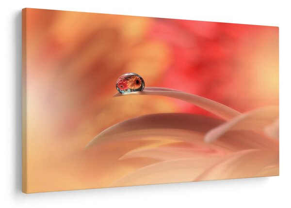 Slika cvjetne kapi rose (90x60 cm)