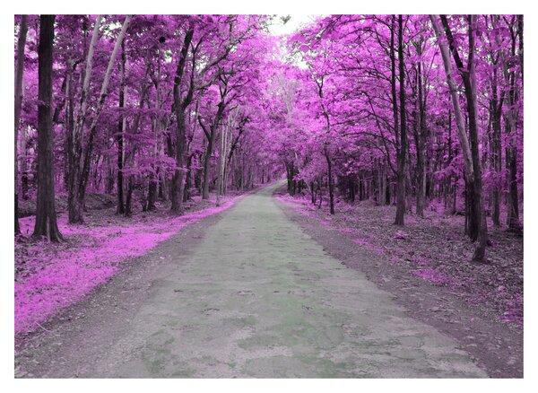 Slika - Put kroz park (70x50 cm)
