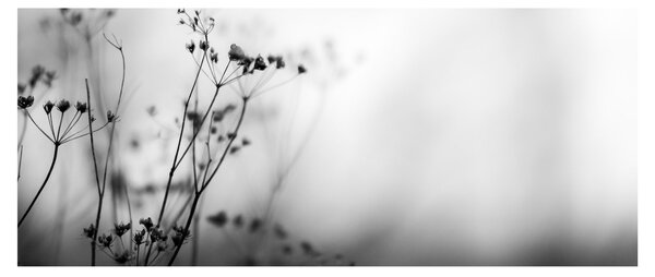 Slika - Detalj livadnog cvijeća (120x50 cm)