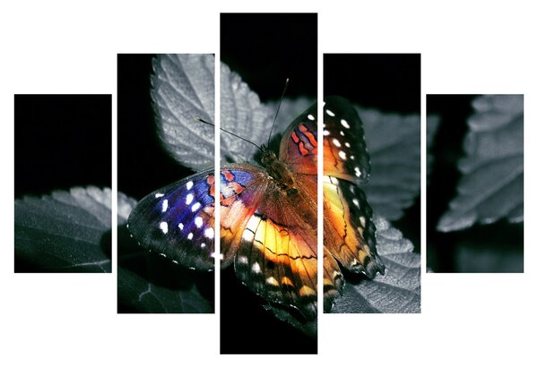 Slika leptira (150x105 cm)