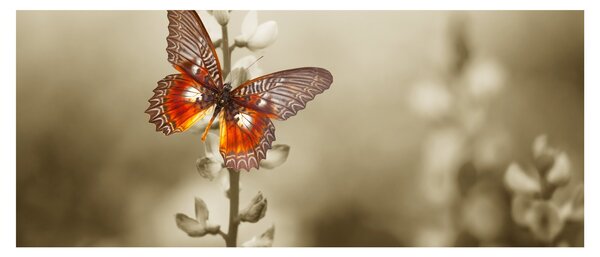 Slika leptira (120x50 cm)