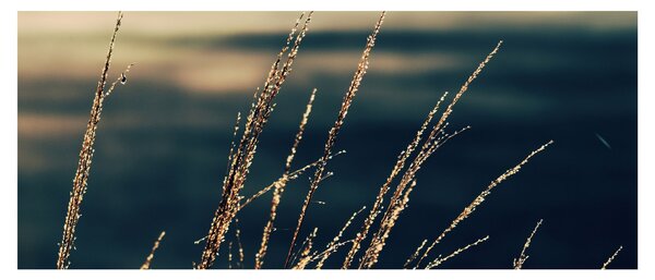 Slika trava (120x50 cm)