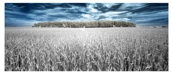 Slika polja (120x50 cm)
