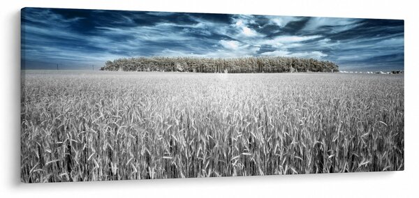Slika polja (120x50 cm)