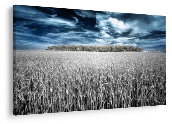Slika polja (90x60 cm)