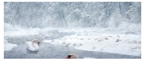 Slika labudova (120x50 cm)