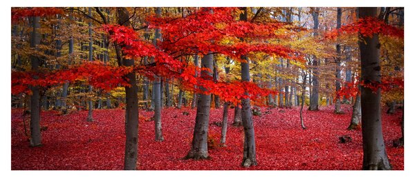 Slika - Rdeči gozd (120x50 cm)