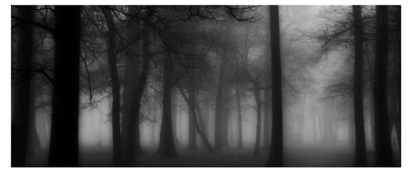 Slika - Gozd v megli (120x50 cm)