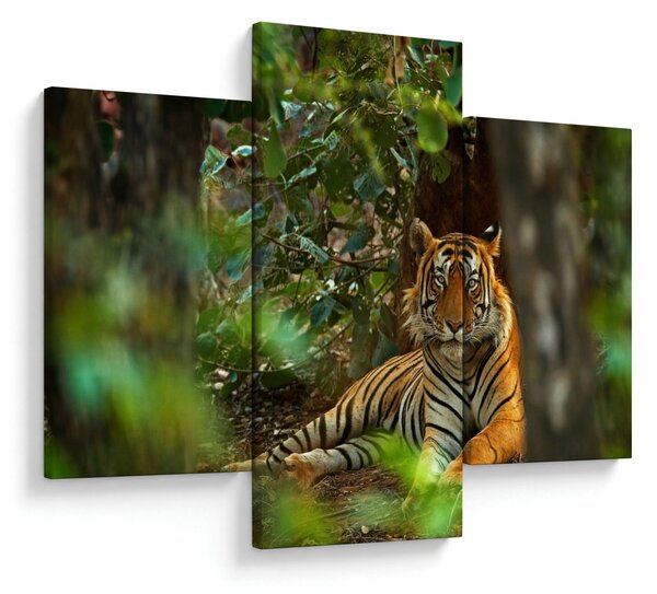 Slika počivajočega tigra (90x60 cm)