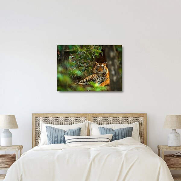 Slika počivajočega tigra (70x50 cm)