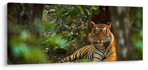 Slika počivajočega tigra (120x50 cm)