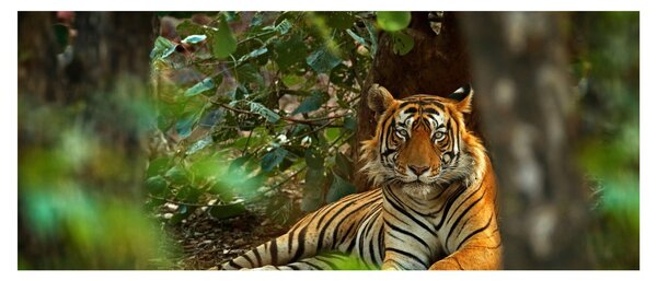 Slika počivajočega tigra (120x50 cm)