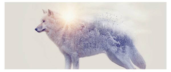 Slika - Arktični volk zrcali divjo pokrajino (120x50 cm)