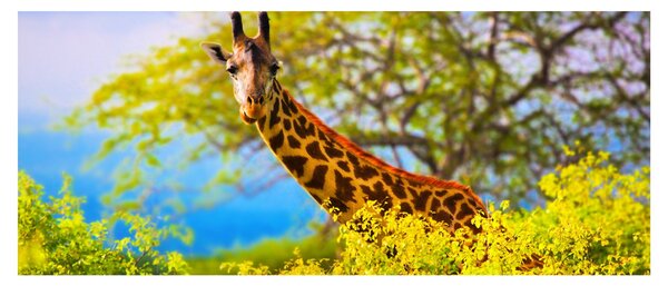 Slika žirafe v Afriki (120x50 cm)