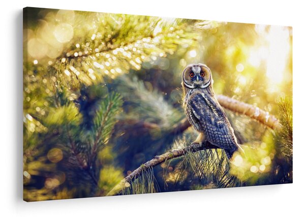 Slika sove na drevesu (90x60 cm)