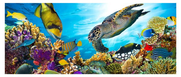 Slika koralnega grebena (120x50 cm)