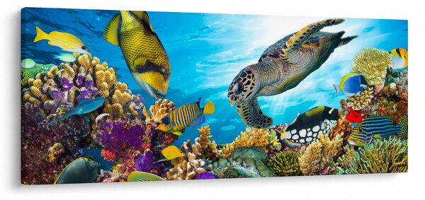 Slika koralnega grebena (120x50 cm)