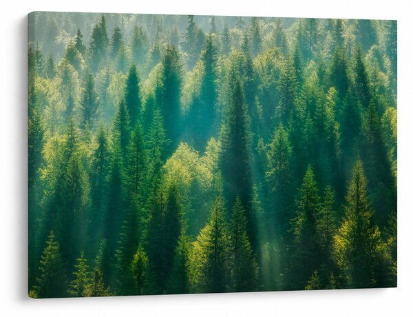 Slika - Borov gozd (70x50 cm)