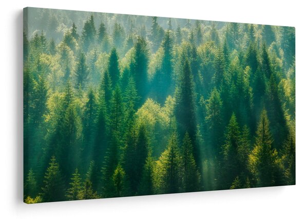 Slika - Borov gozd (90x60 cm)