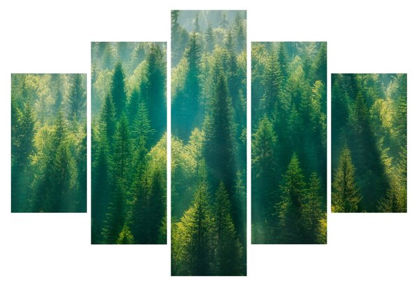Slika - Borov gozd (150x105 cm)