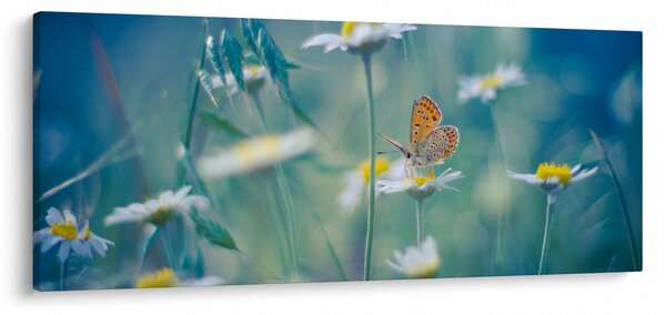 Slika - Metulj na marjetici (120x50 cm)