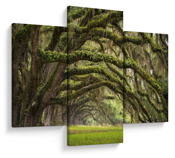 Slika - Oaks Avenue, Charleston, Južna Karolina, ZDA (90x60 cm)