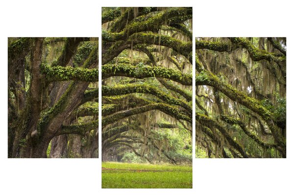 Slika - Oaks Avenue, Charleston, Južna Karolina, ZDA (90x60 cm)