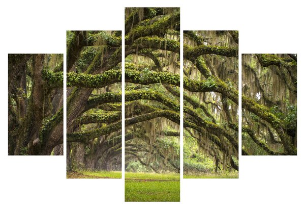 Slika - Oaks Avenue, Charleston, Južna Karolina, ZDA (150x105 cm)