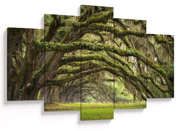 Slika - Oaks Avenue, Charleston, Južna Karolina, ZDA (150x105 cm)