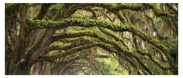 Slika - Oaks Avenue, Charleston, Južna Karolina, ZDA (120x50 cm)