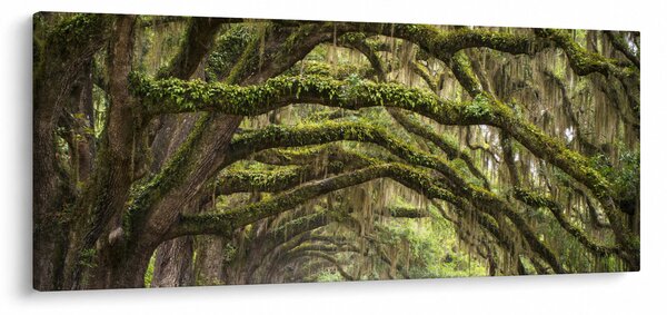 Slika - Oaks Avenue, Charleston, Južna Karolina, ZDA (120x50 cm)