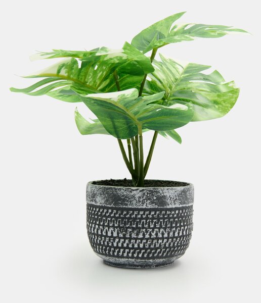 Sinsay - Ukrasna biljka u loncu – monstera