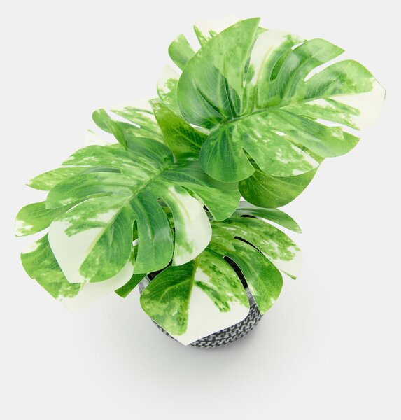 Sinsay - Ukrasna biljka u loncu – monstera