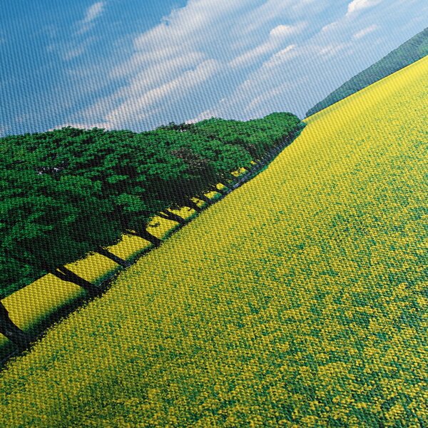 Slika polja z alejo (150x105 cm)