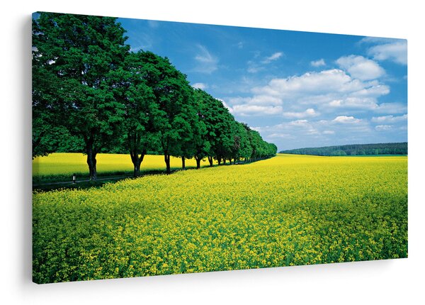 Slika polja z alejo (90x60 cm)