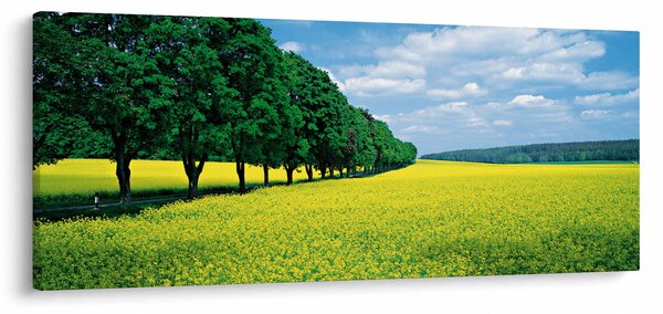 Slika polja z alejo (120x50 cm)