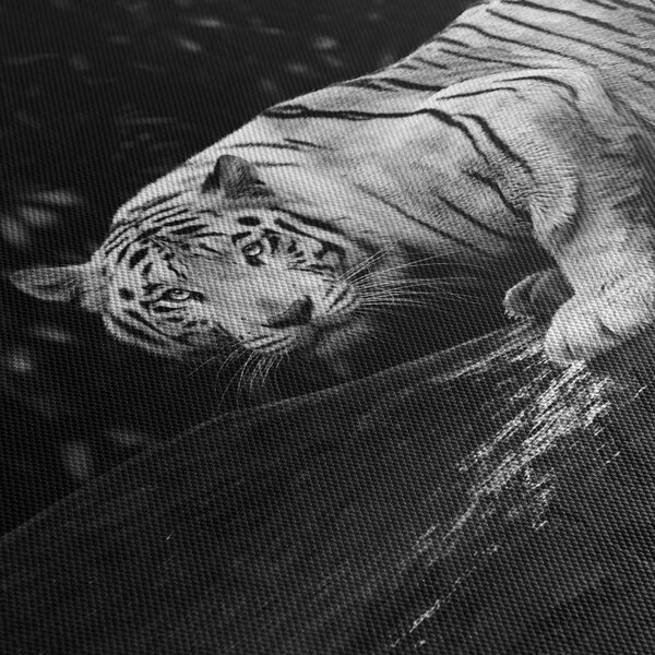 Slika - Albino tiger, črno-bela (90x60 cm)
