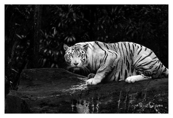 Slika - Albino tiger, črno-bela (90x60 cm)
