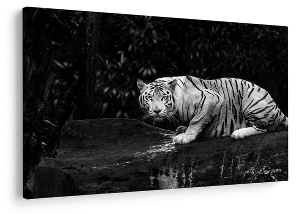 Slika - Albino tiger, črno-bela (90x60 cm)