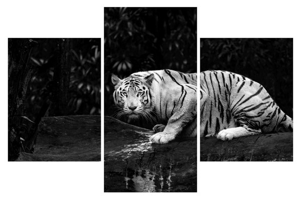 Slika - Albino tiger, črno-bela (90x60 cm)