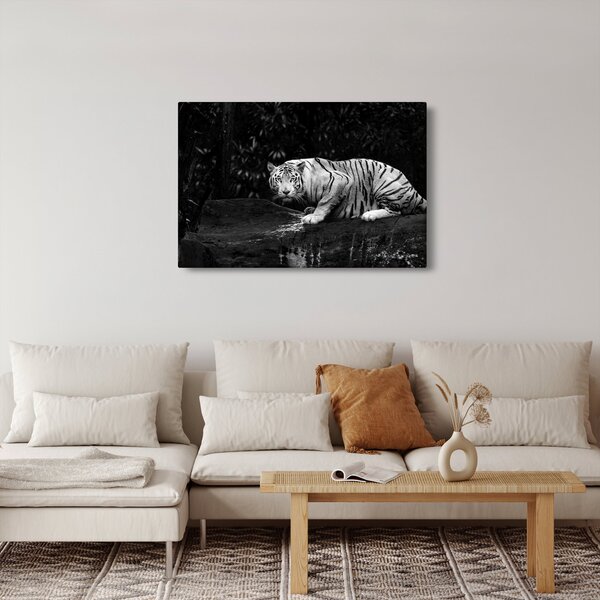 Slika - Albino tiger, črno-bela (90x60 cm)