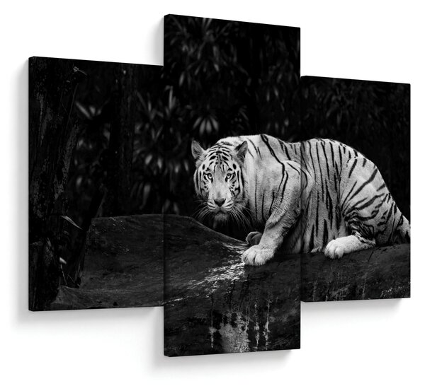 Slika - Albino tiger, črno-bela (90x60 cm)