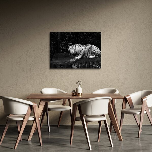 Slika - Albino tiger, črno-bela (70x50 cm)