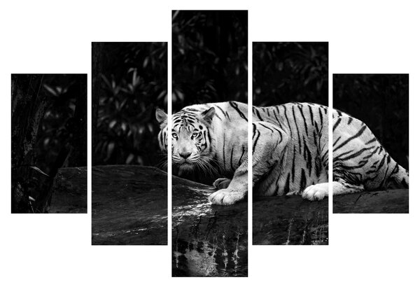Slika - Albino tiger, črno-bela (150x105 cm)