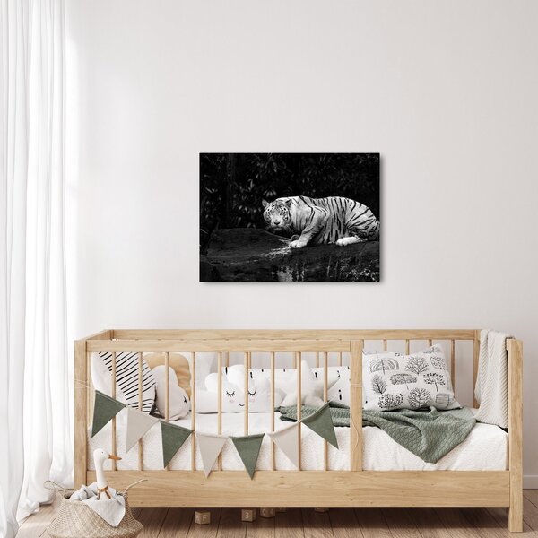 Slika - Albino tiger, črno-bela (70x50 cm)