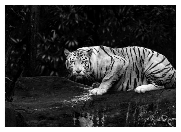 Slika - Albino tiger, črno-bela (70x50 cm)