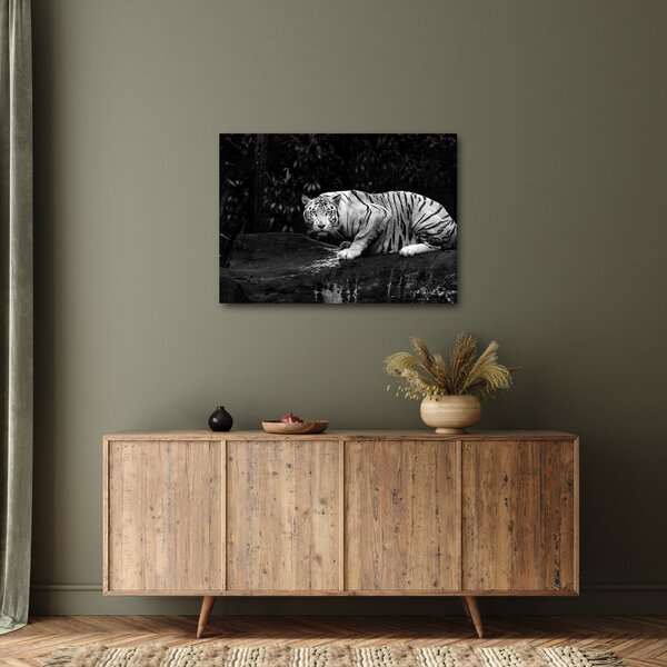 Slika - Albino tiger, črno-bela (70x50 cm)